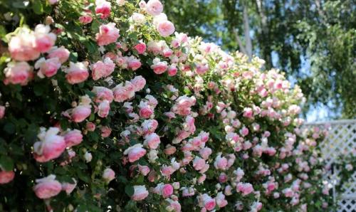 Дешевая живая изгородь. Рейтинг лучших растений для живой изгороди на 2022 год