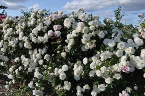 Выбор сортов роз для живой изгороди. Типы и сорта роз для высоких живых изгородей и вертикального озеленения. 