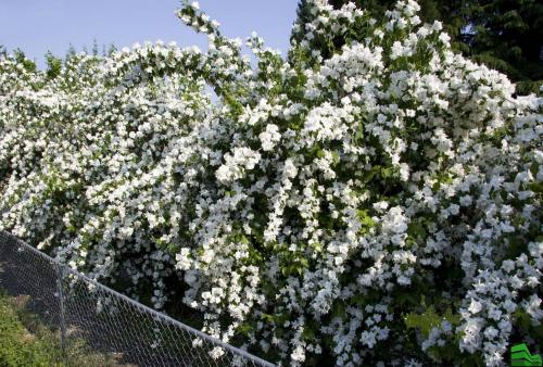 Чубушник живая изгородь.  Чубушник