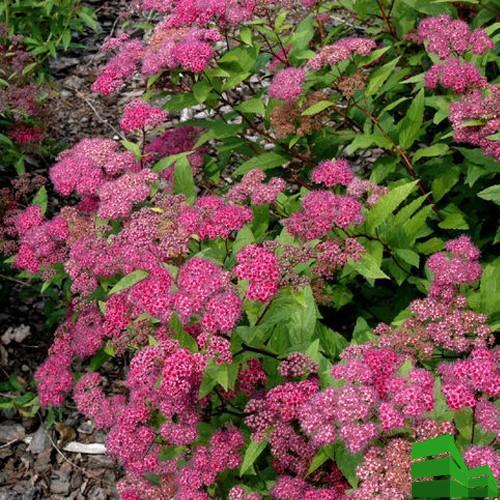 Спирея грефшейм живая изгородь. Посадка спиреи серой для живой изгороди