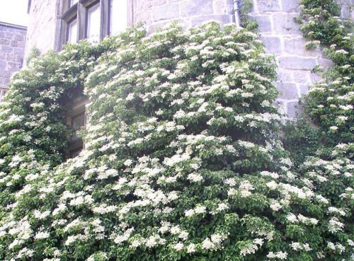 Гортензия изгородь. Как вьющаяся гортензия может заменить теплолюбивые лианы?