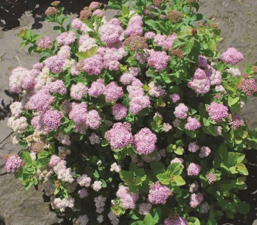 Живая изгородь из розы морщинистой. Важные моменты посадки изгороди из роз 07 Живая изгородь из розы морщинистой. Важные моменты посадки изгороди из роз 07