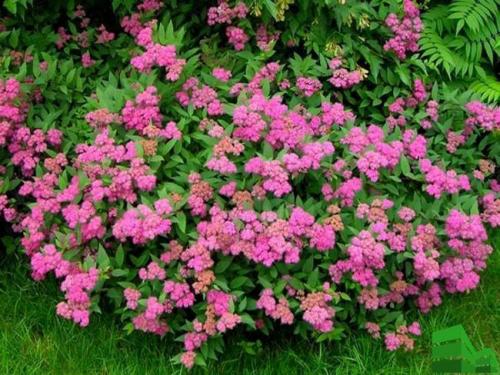 Спирея грефшейм живая изгородь. Посадка спиреи серой для живой изгороди