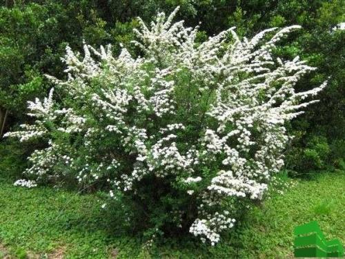 Спирея грефшейм живая изгородь. Посадка спиреи серой для живой изгороди