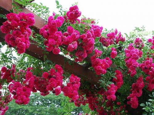 Самые устойчивые сорта роз. Плетистые