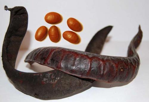 Дерево с колючками на ветках. Гледичия обыкновенная (трехколючковая): ботаническая характеристика