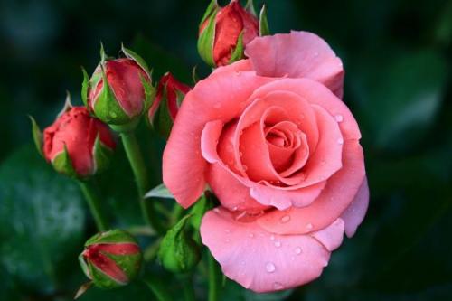 Самые красивые сорта роз. Виды и сорта роз: фото, названия и описания (каталог)