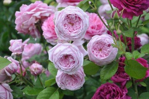 Самые красивые сорта роз. Виды и сорта роз: фото, названия и описания (каталог)