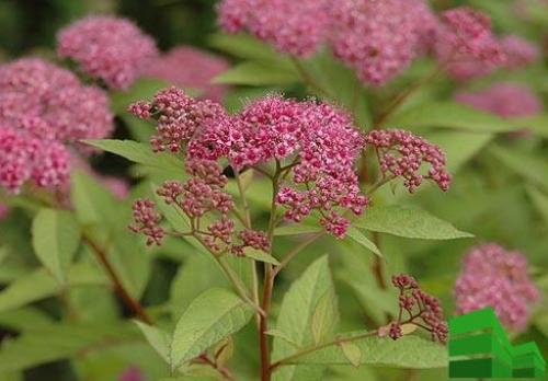 Изгородь из спиреи серой. Посадка спиреи серой для живой изгороди