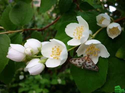 Чубушник живая изгородь.  Чубушник