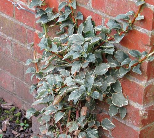 Живая изгородь из гортензии. Как вьющаяся гортензия может заменить теплолюбивые лианы?