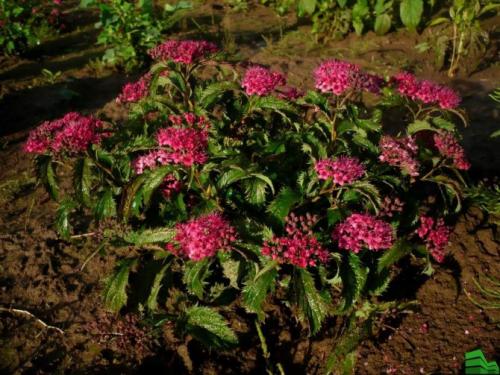 Изгородь из спиреи серой. Посадка спиреи серой для живой изгороди